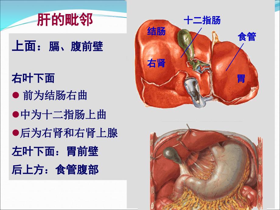 肝胆门静脉解剖医学PPT_第3页