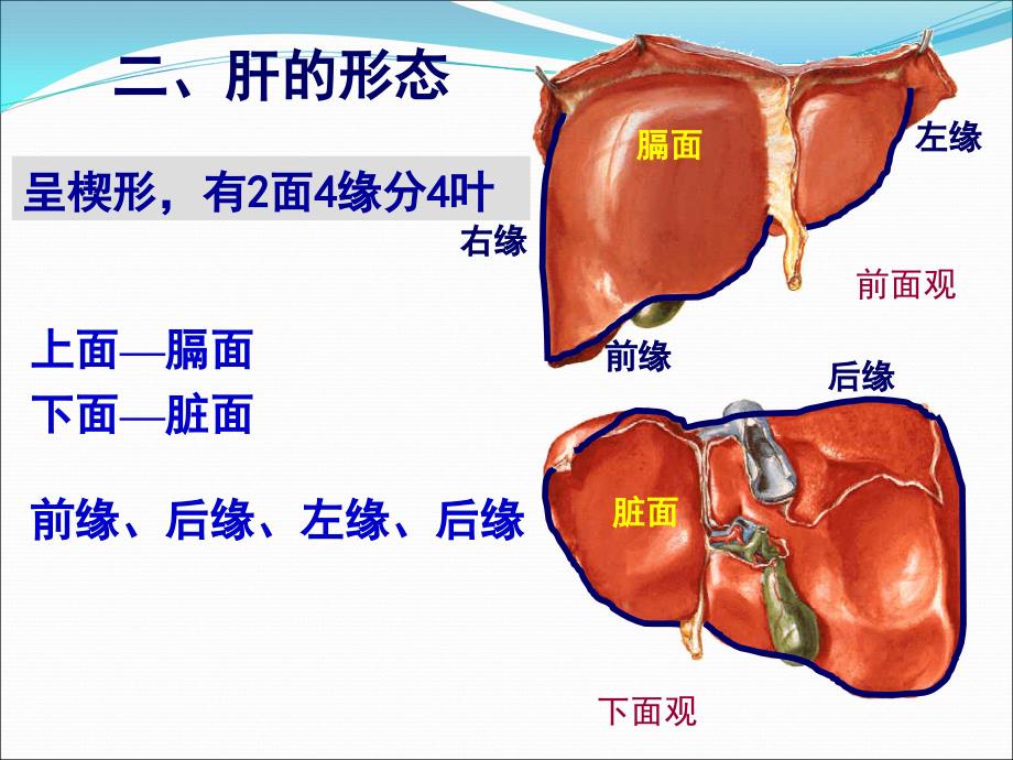 肝胆门静脉解剖医学PPT_第4页