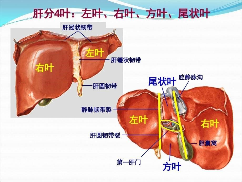 肝胆门静脉解剖医学PPT_第5页