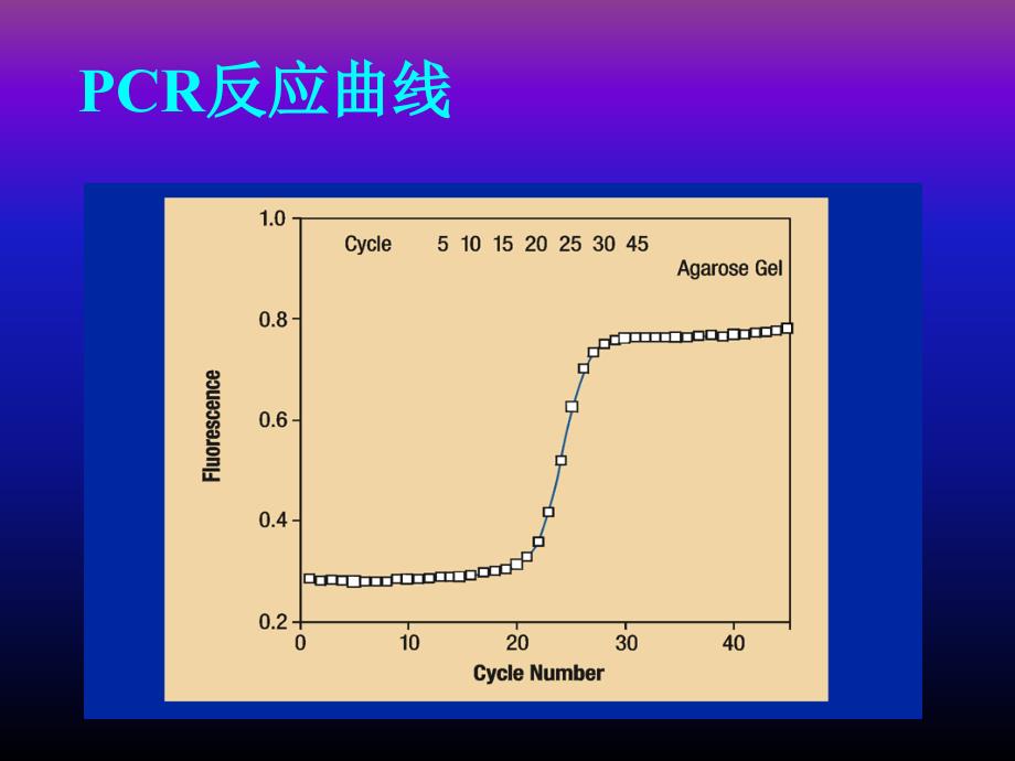 人教版教学课件2009年北京地区生物PCR技术总论_第4页