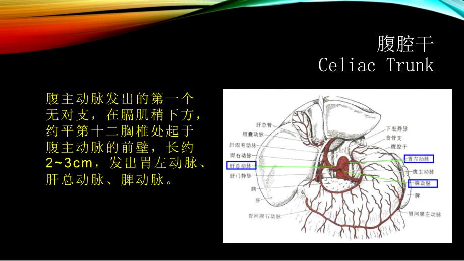 腹部血管疾病的超声诊断PPT课件_第3页