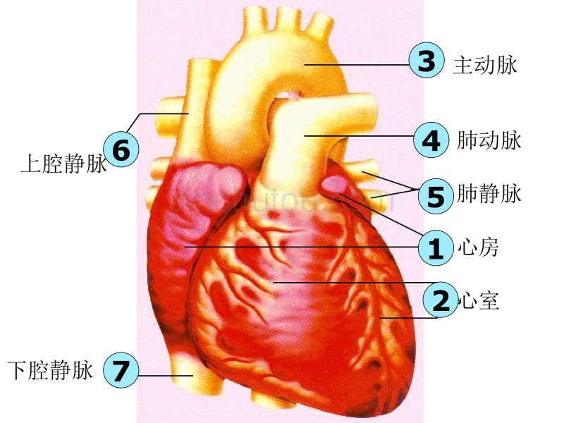 七年级生物心脏10_第4页