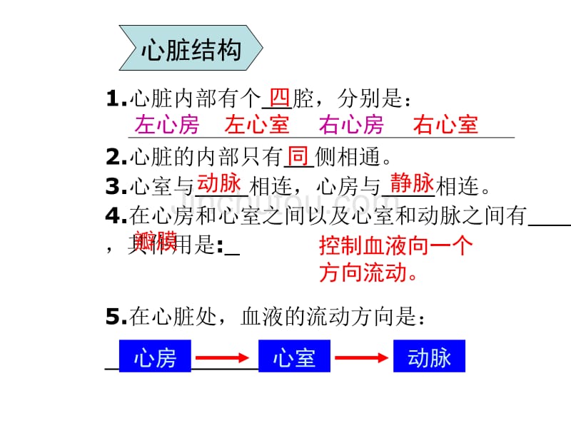 七年级生物心脏10_第5页