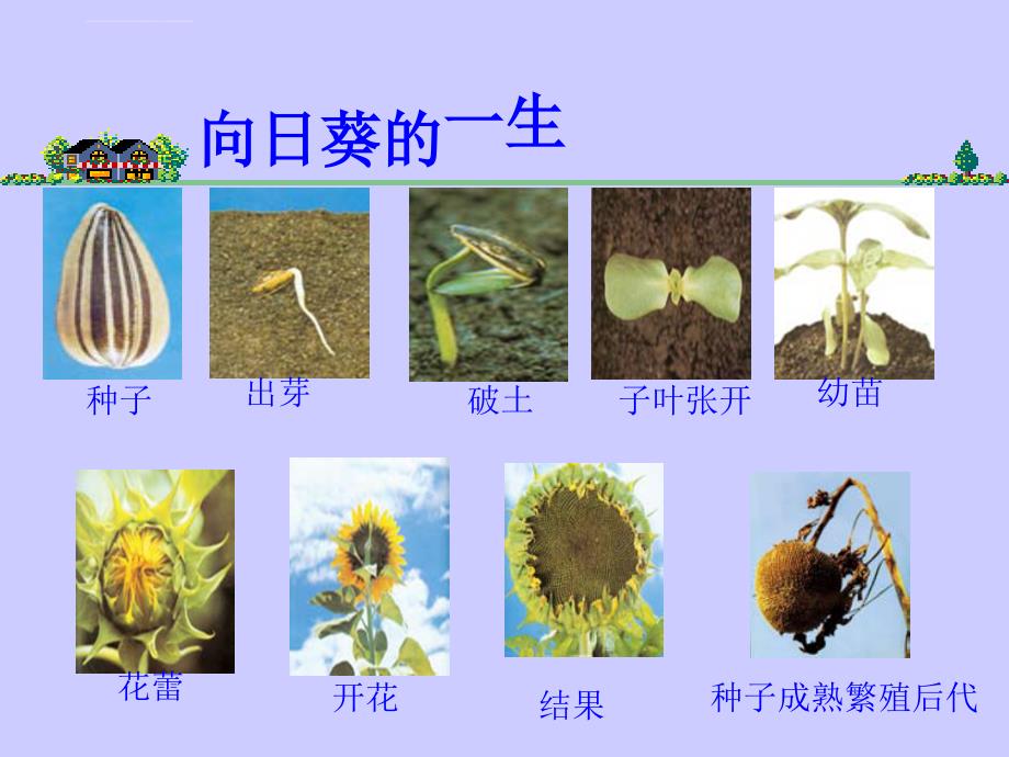 1.7植物的共同特点_第4页