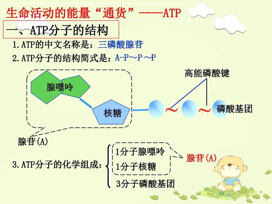 10—atp和酶_第4页