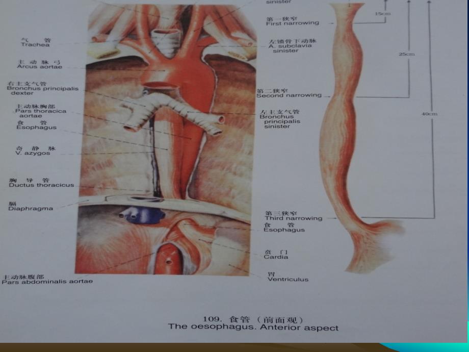 食管癌_第3页