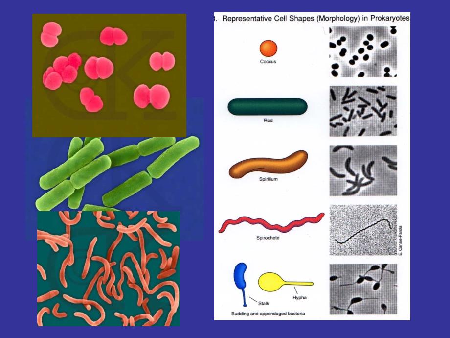 临床微生物细菌英文版_第3页