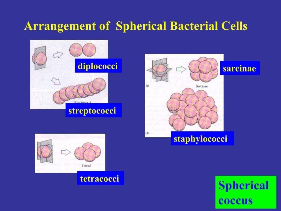 临床微生物细菌英文版_第5页