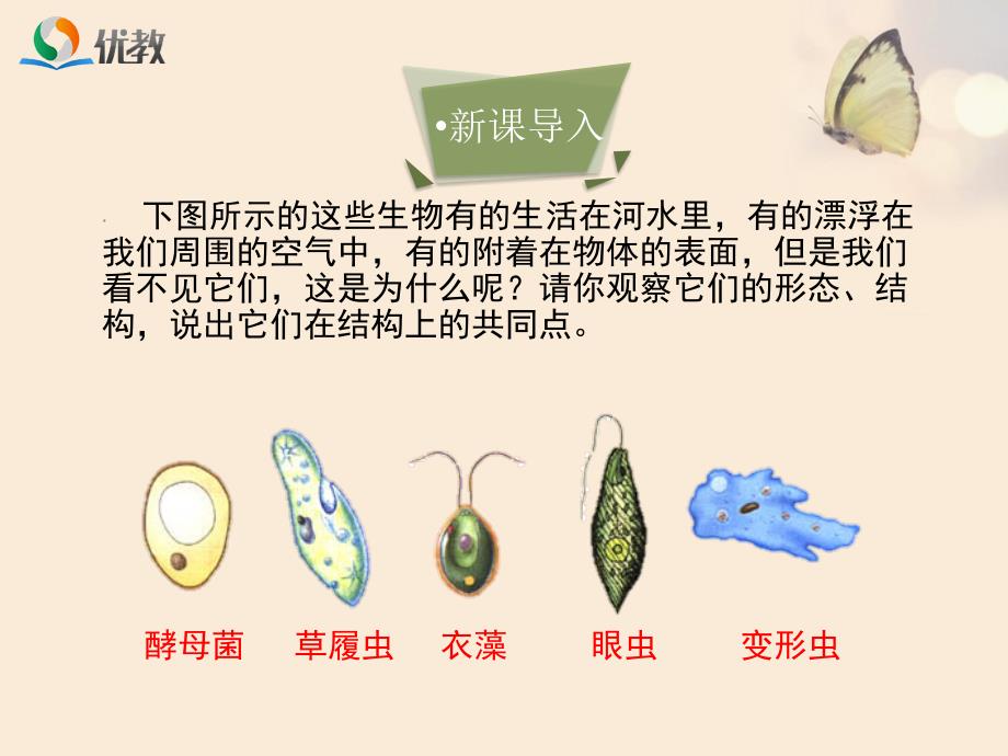 单细胞生物优教课件_第3页