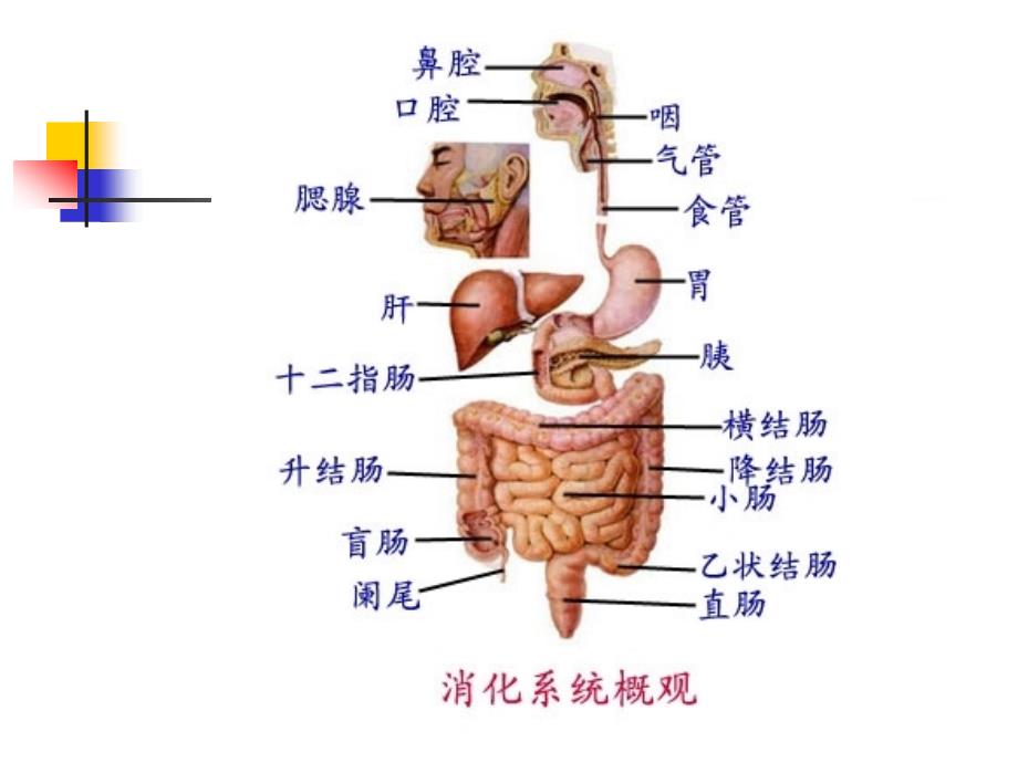 上消化道出血药物介绍_第2页