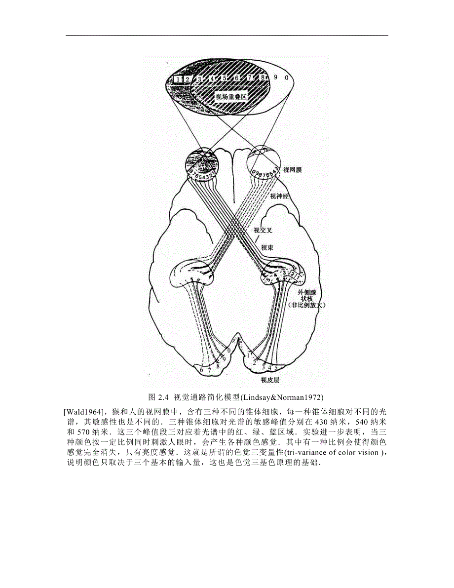 人类视觉(第2章)_第4页