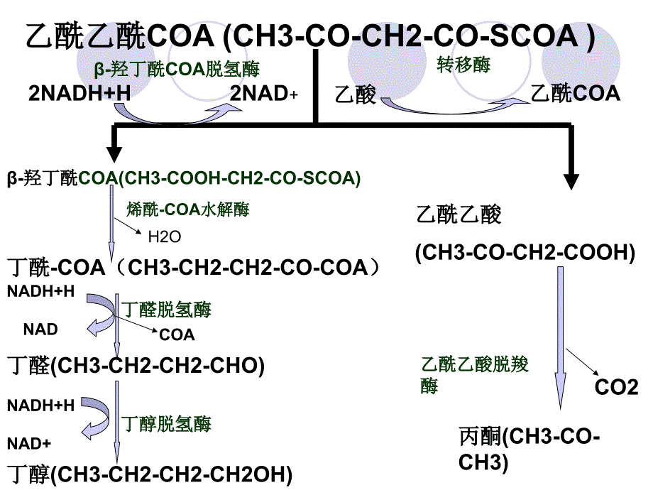 丙酮丁醇的代谢_第4页