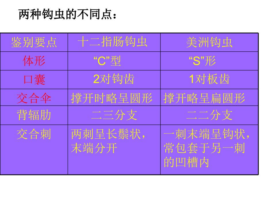 寄生虫标本片(全)1_第4页