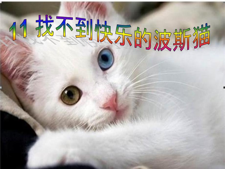 找不到快乐的波斯猫课件_第1页