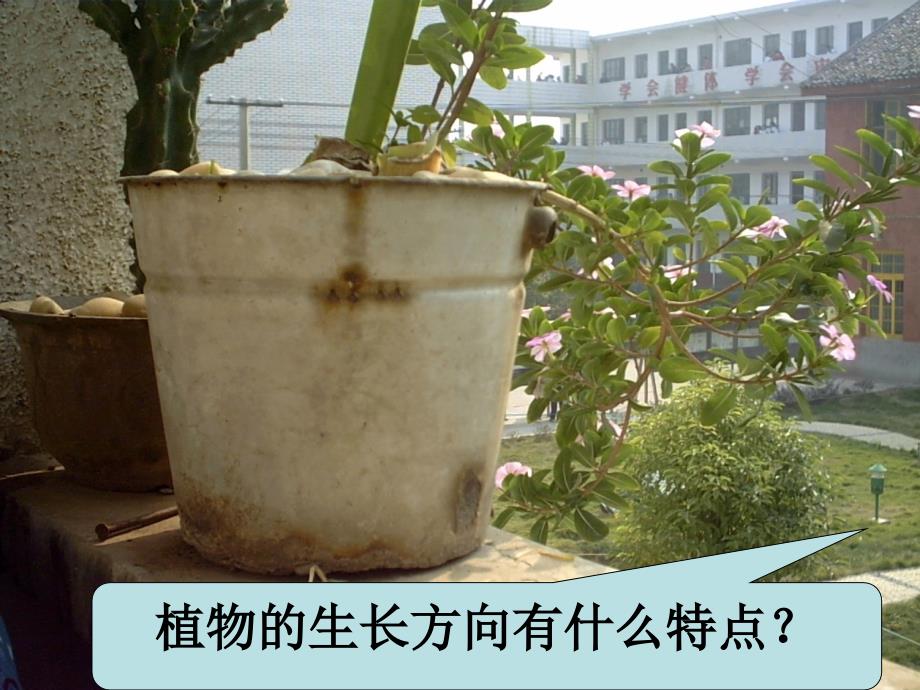 人教版教学课件江苏省南通市小海中学高二生物《植物生长素的发现》课件_第2页