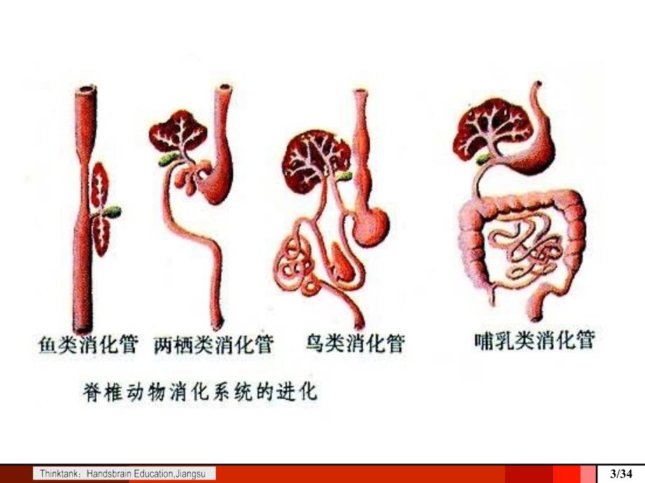 G食物链、消化与进化培训课件 第二期_第3页