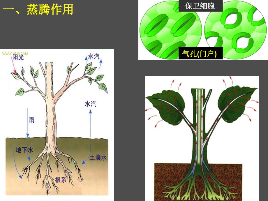 光合作用、呼吸作用、蒸腾作用专题复习_第2页