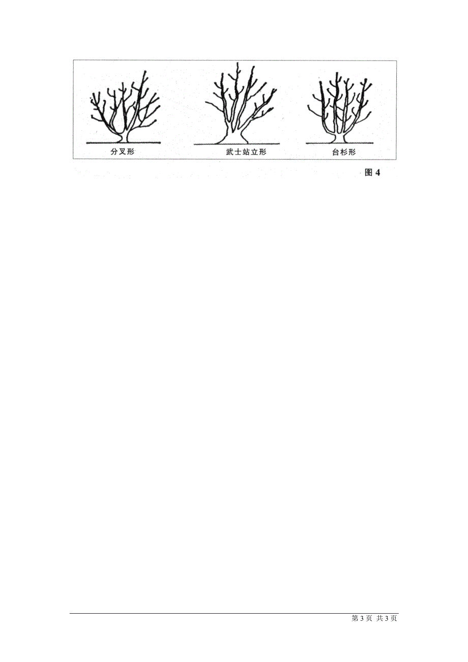 浅谈日本罗汉松的生产_第3页