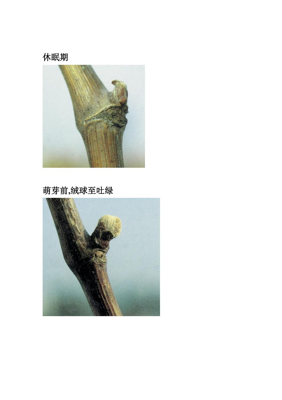 葡萄各生育期图片_第1页