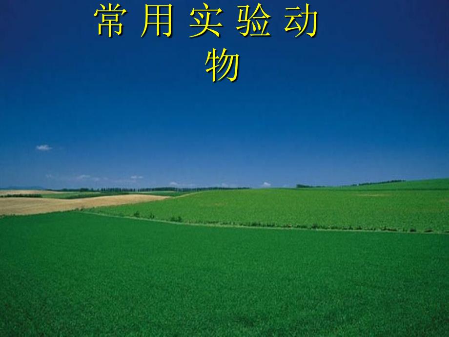 常用实验动物1_第1页