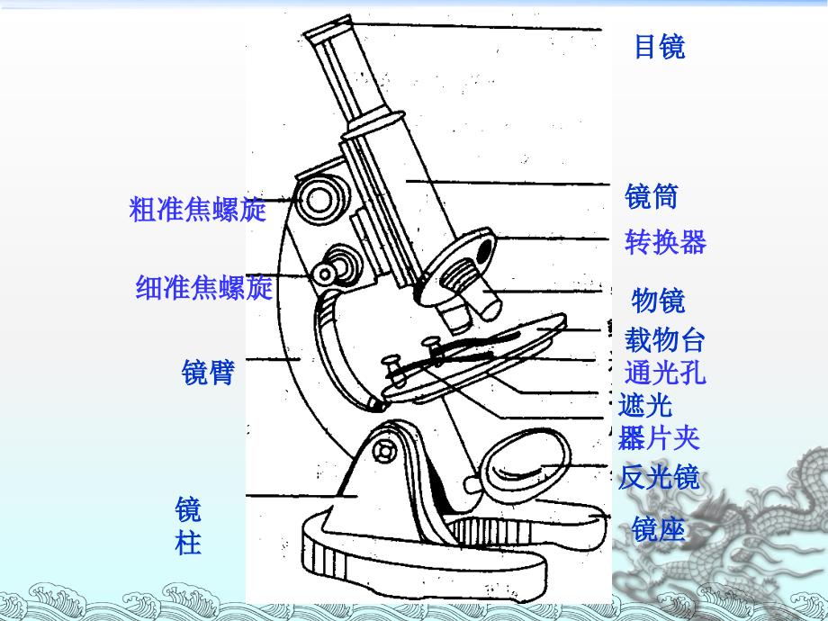 显微镜的使用(低倍镜、高倍镜)_第3页
