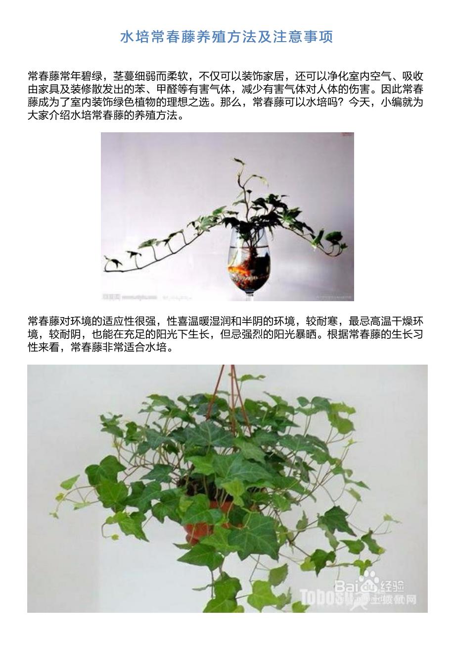 水培常春藤养殖方法及注意事项_第1页