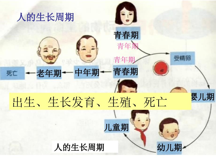 浙江省瑞安市七年级科学下册《动物的生长时期》课件1_第4页