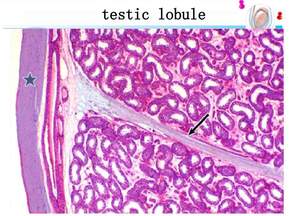 组织学与胚胎学-2015男性生殖系统_第5页