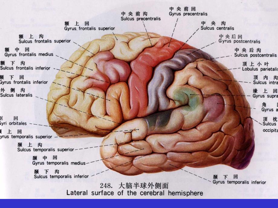 中枢神经系统断层解剖_第2页