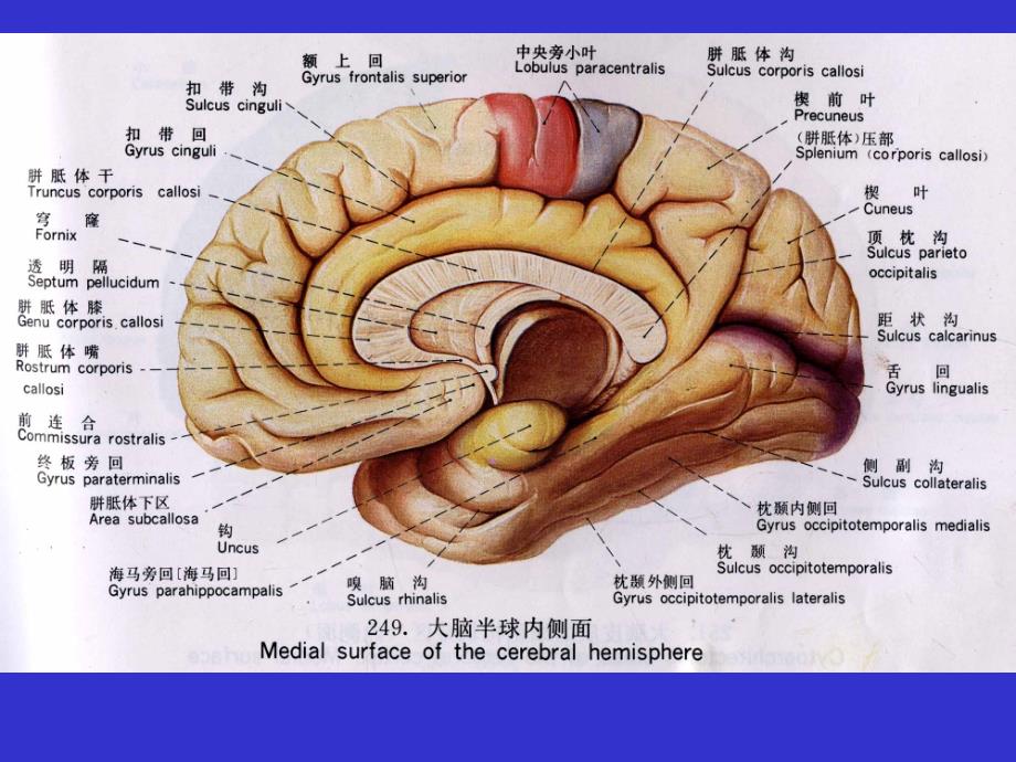 中枢神经系统断层解剖_第3页