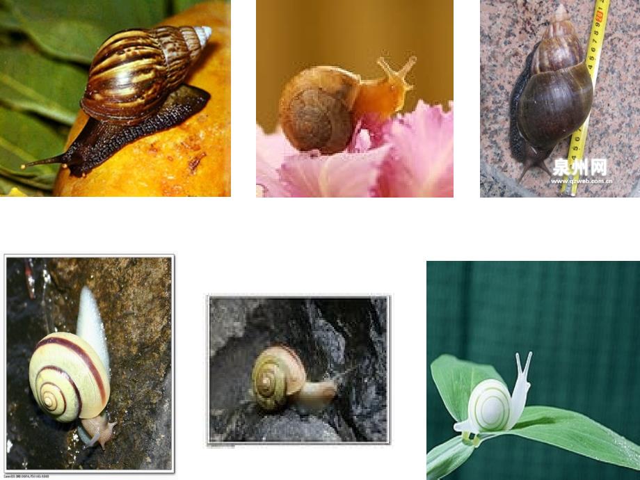 2015届六年级语文上册《蜗牛慢条斯理的生活》课件2 语文a版_第2页