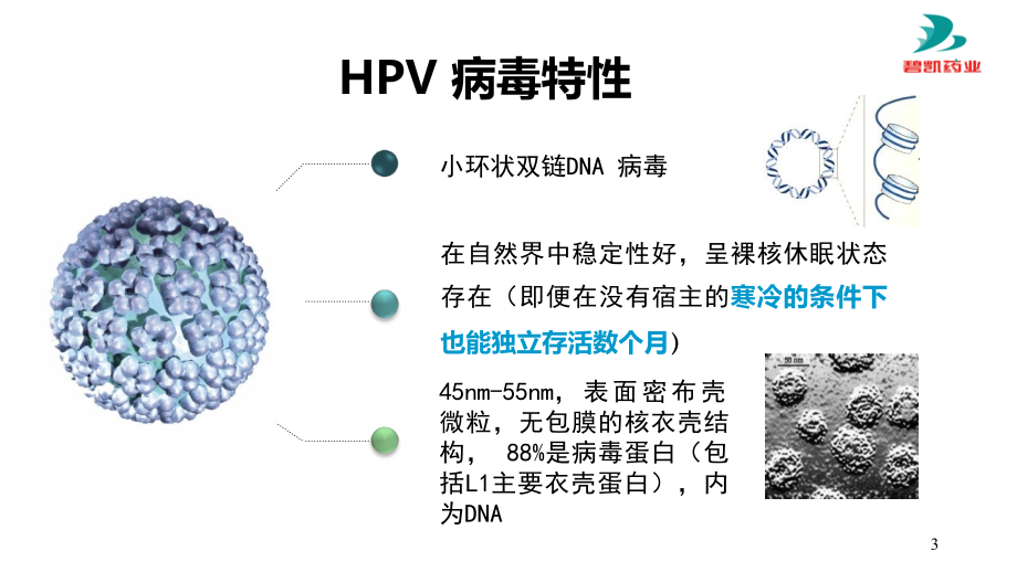 保妇康栓治疗宫颈高危型HPV持续感染_第3页