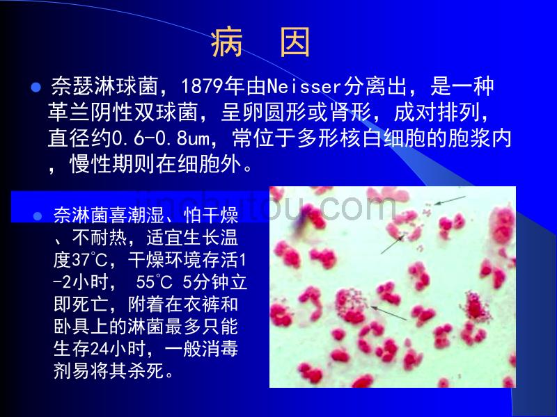 性传染疾病 (NXPowerLite)_第5页