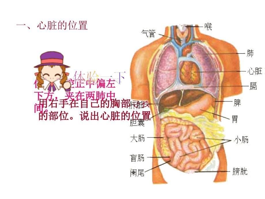 人教版七年级下册生物443输送血液的泵—心脏_第5页