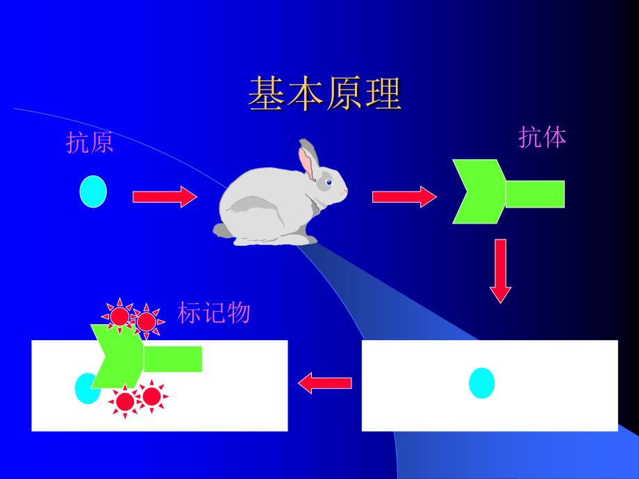 免疫组化的历史和现状_第4页