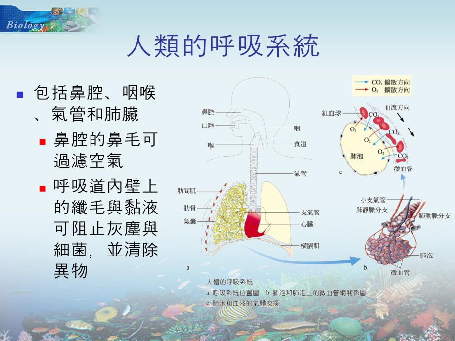 呼吸系统(21)_第3页