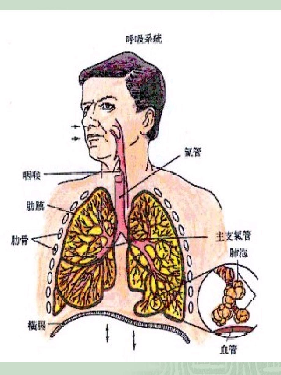 呼吸系统(22)_第2页