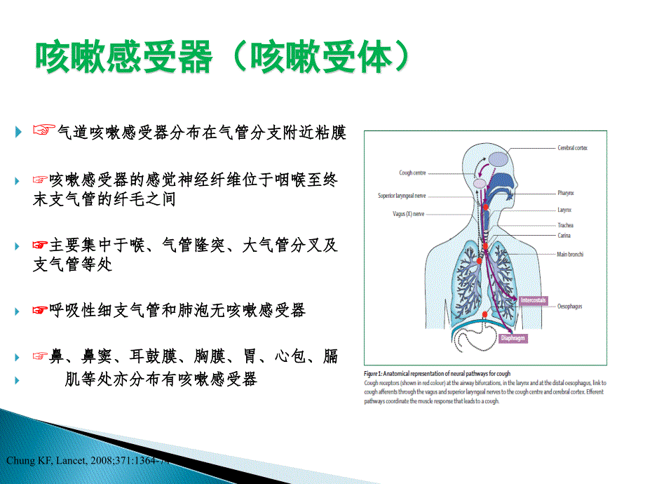 儿童慢性咳嗽之感染后咳嗽_第4页