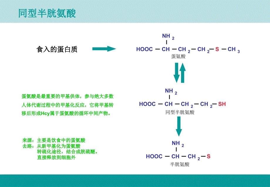 同型半胱氨酸 课件_第5页