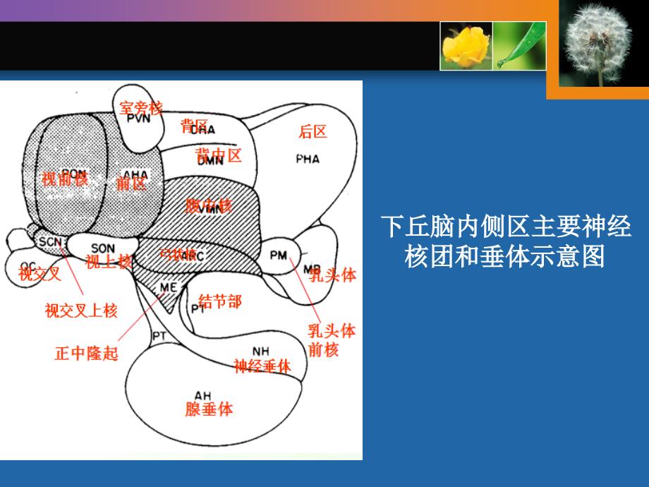 家畜繁殖学-第二章_第3页