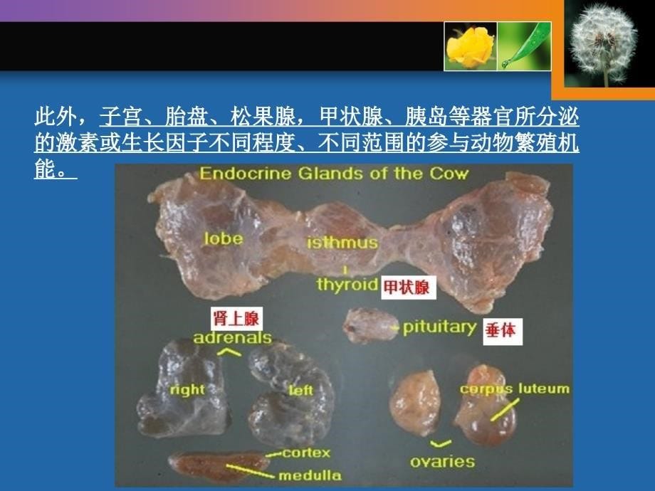 家畜繁殖学-第二章_第5页