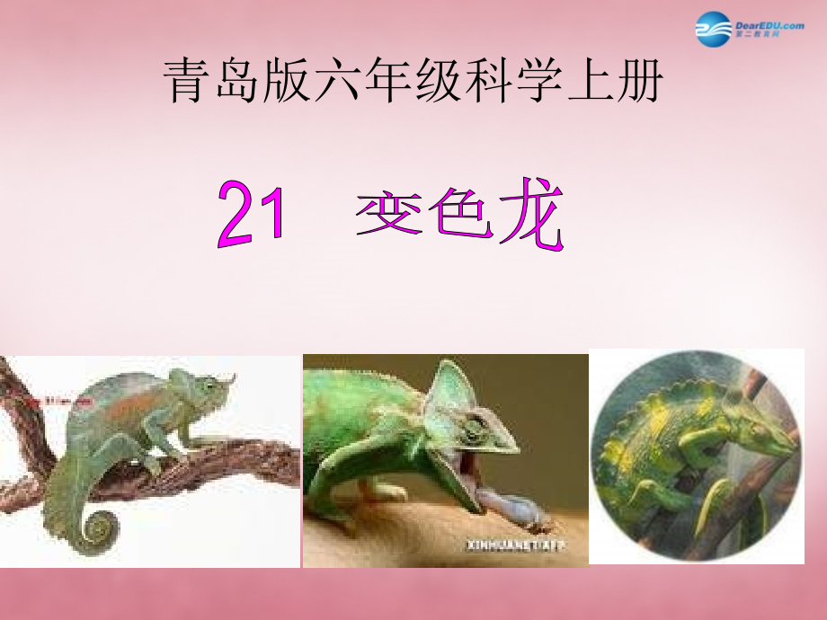 六年级科学上册 第5单元 21 变色龙课件4 青岛版_第1页