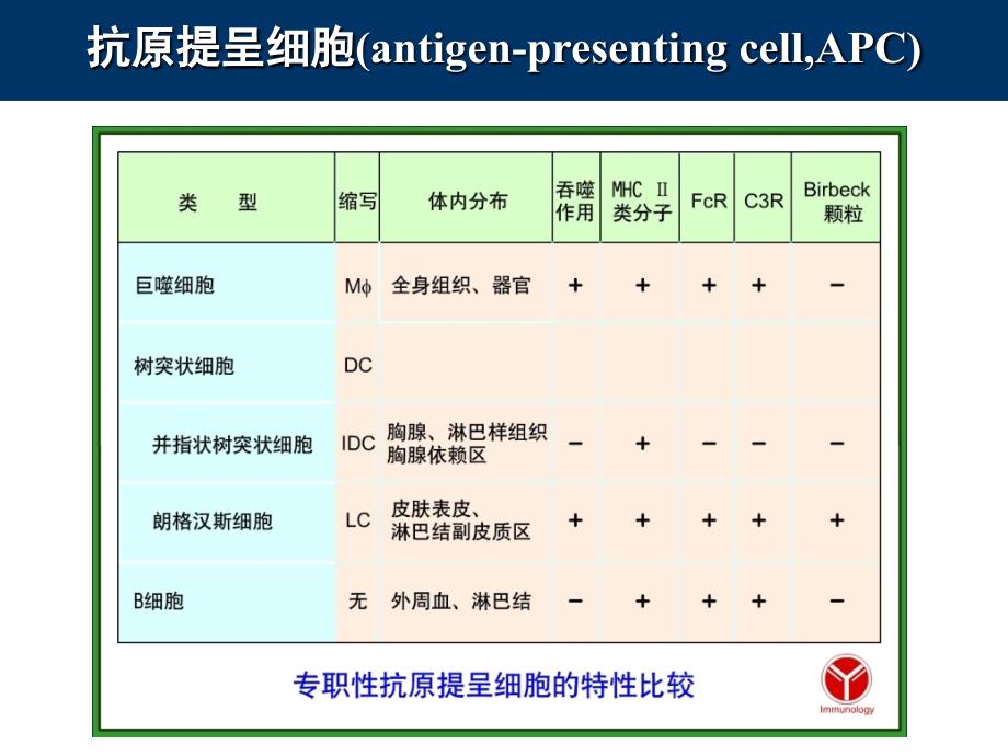 11_抗原提呈细胞与抗原的处理及提呈_第3页