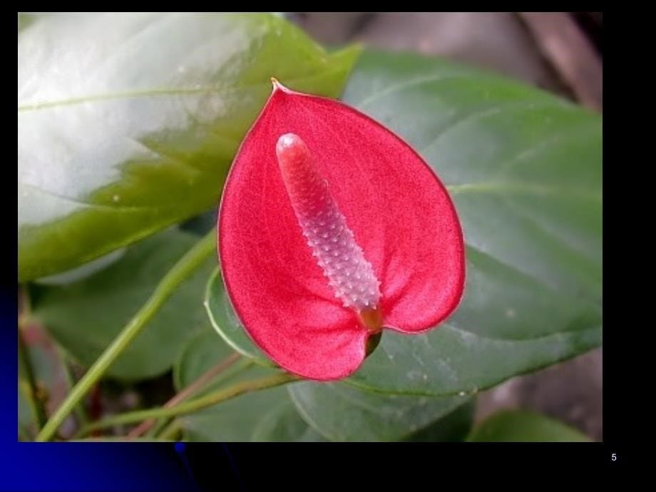 花卉鉴赏--草本花卉 红掌_第5页