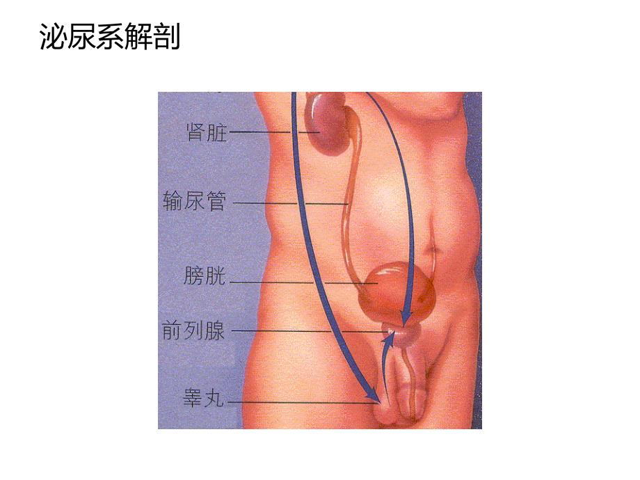 下尿路相关疾病_第2页