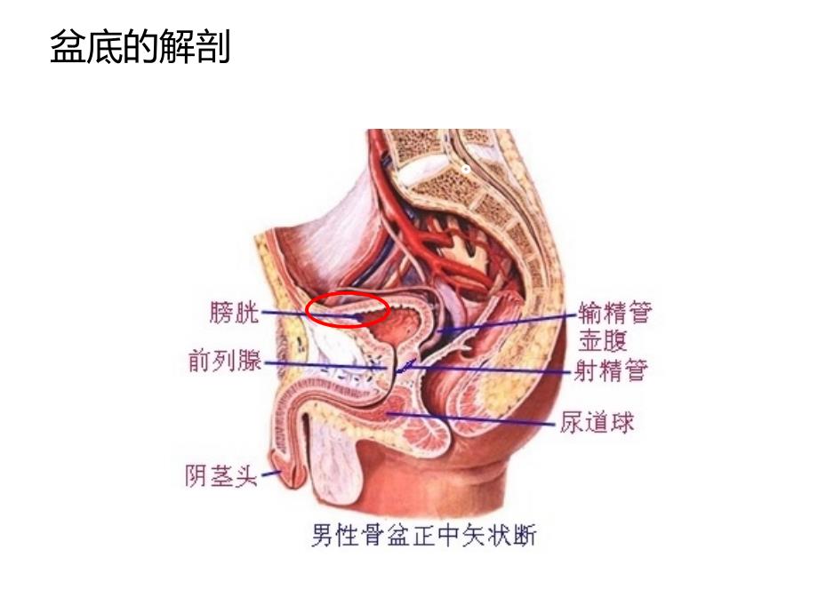 下尿路相关疾病_第3页