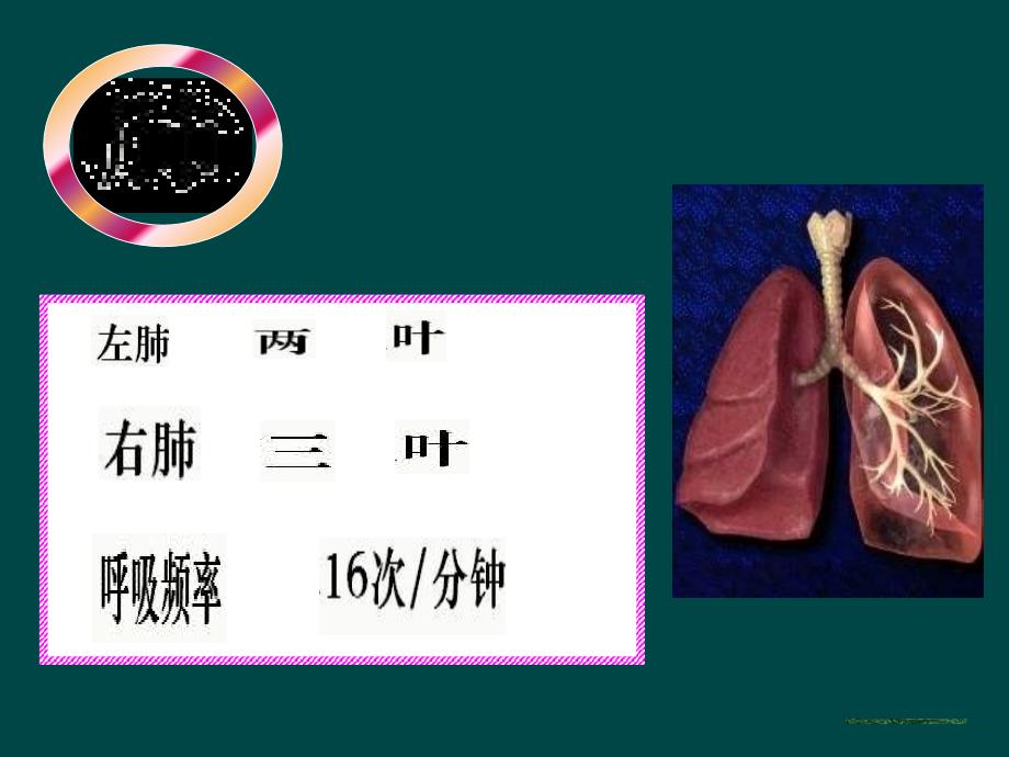 七年级生物发生在肺内的气体交换课件 ppt  课件_第3页