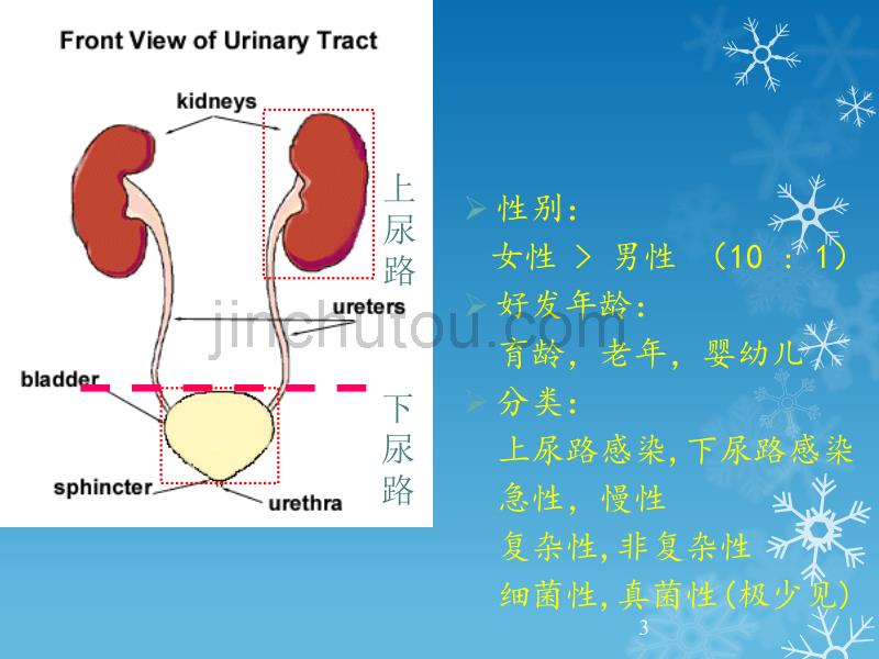 尿路感染PPT课件_第3页