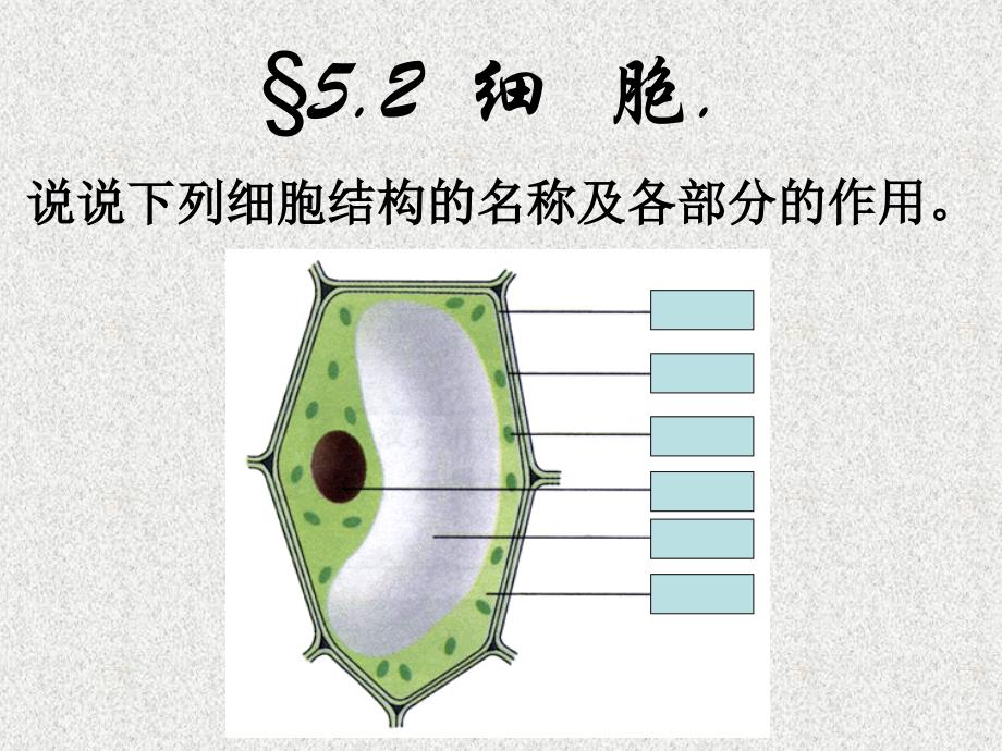 科学：5.2《细胞》课件2(华师大版七年级下)_第2页