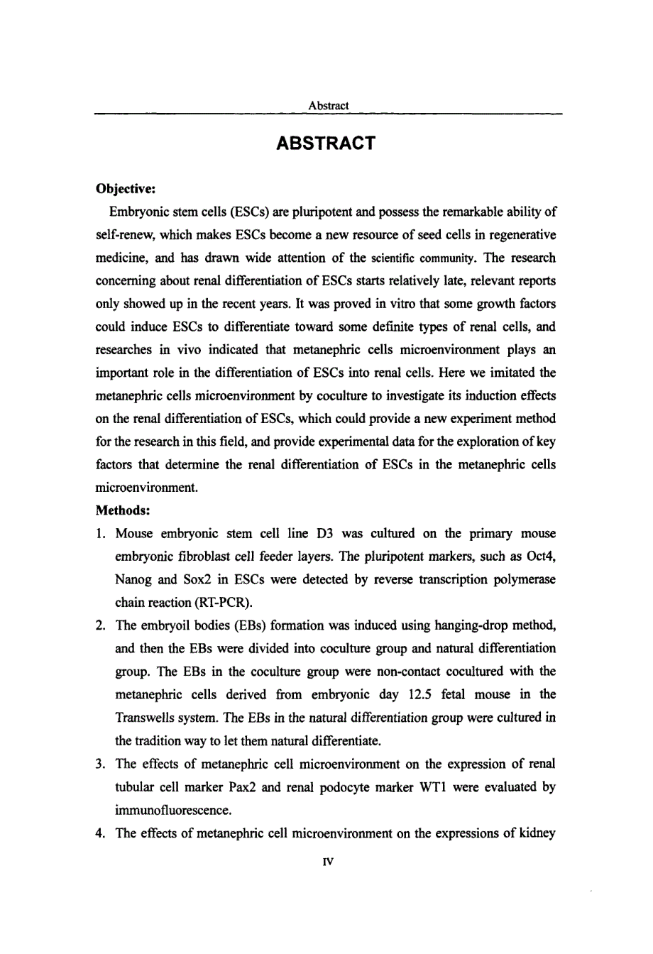 胚胎后肾细胞微环境诱导胚胎干细胞向肾脏细胞分化的实验研究_第3页